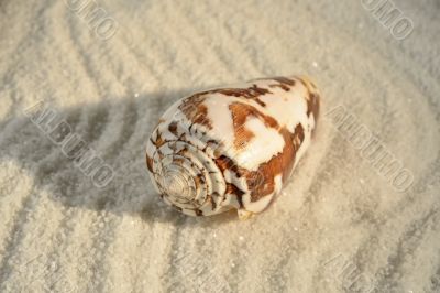 Sea shell