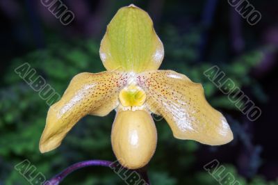 Paphiopedilum