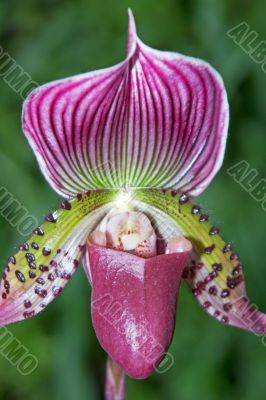 Paphiopedilum