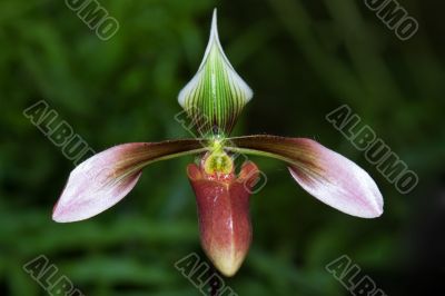 Paphiopedilum