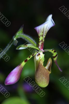 Paphiopedilum