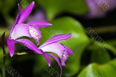 Japan Orchid (Bletilla striata)