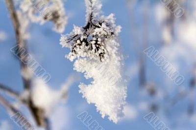 Hoarfrost on the branch of bush as a cluster on a background sky