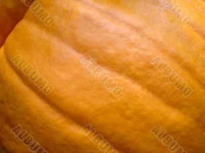 Pumpkin Close Up