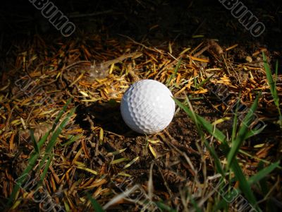 Golf Ball in Rough