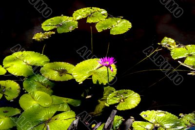 Pond and a water lily