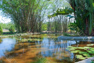 Pond landscape