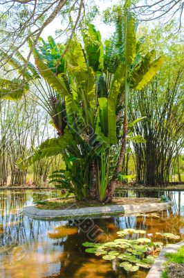 Pond and plants