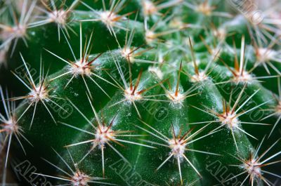 Green cactus macro