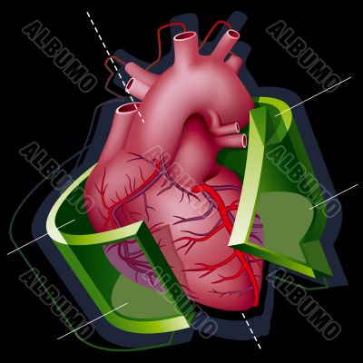 Heart