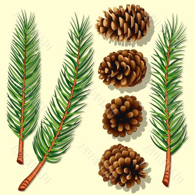 Pine Tree Branches and Cones