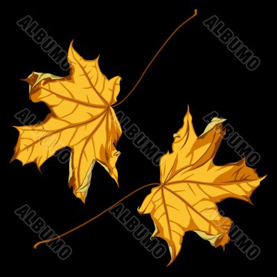 Autumn leafs