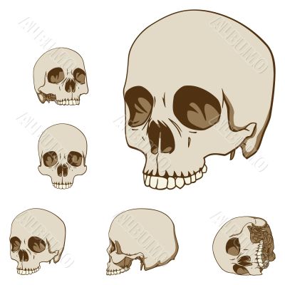 Five skulls set