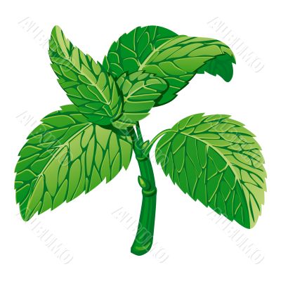 Mint. Vector Illustration