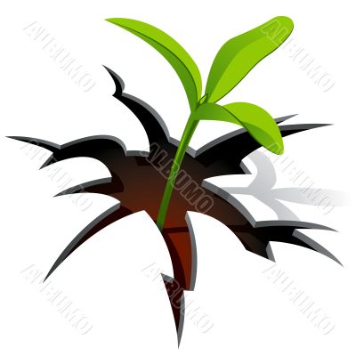 Spring sprout