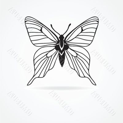 butterfly isolated on white background