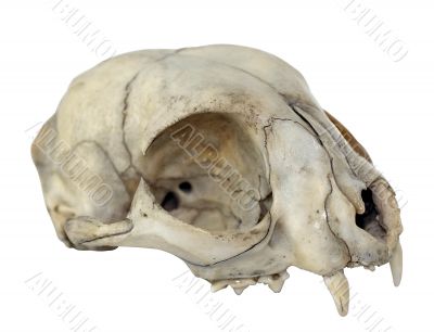 Cat Skull