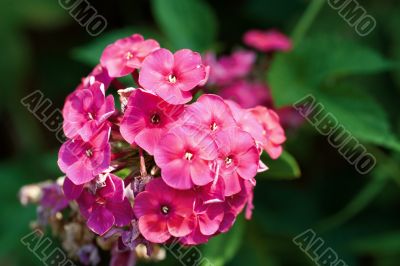 Garden Flowers