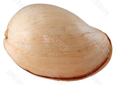Coco Nut Shell