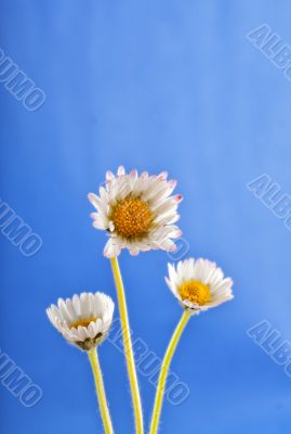 Daisy