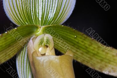 Paphiopedilum