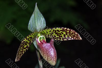 Paphiopedilum