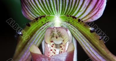 Paphiopedilum