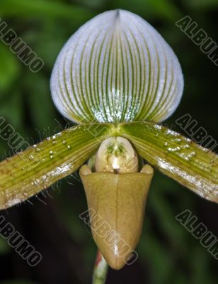 Paphiopedilum