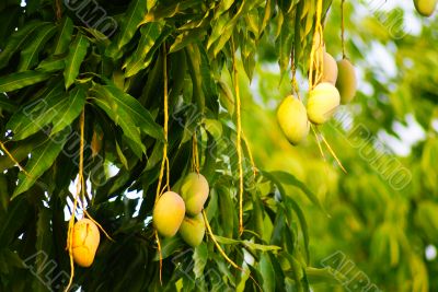 Mangoes