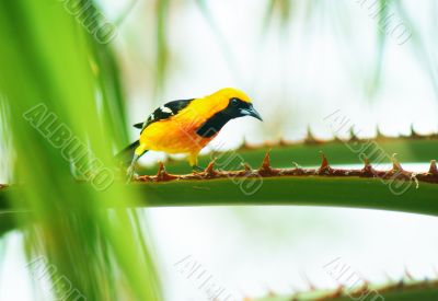 Baltimore Oriole