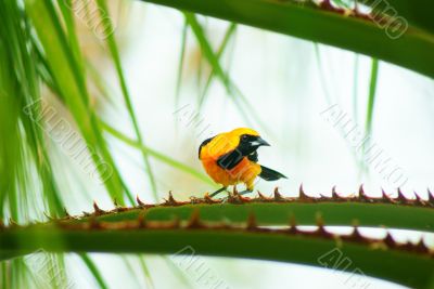 Baltimore Oriole