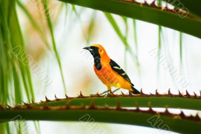 Baltimore Oriole