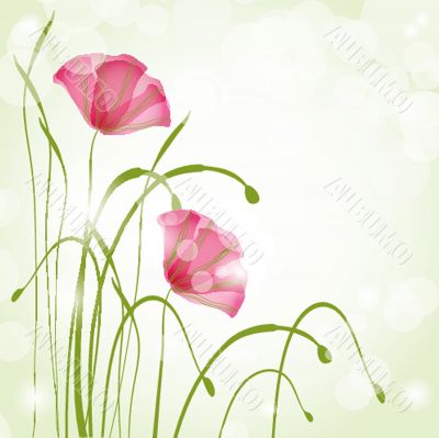 Spring card with beauty poppies.