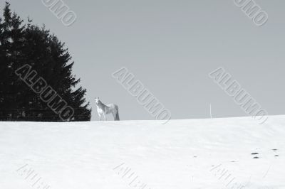 White horse in the snow 