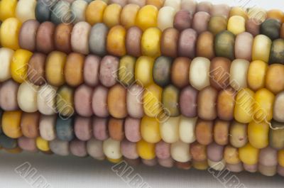 Ears of Indian Corn Isolated on White Background