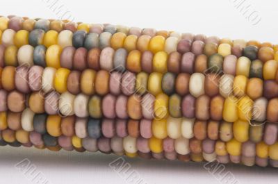 Ears of Indian Corn Isolated on White Background