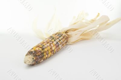 Ears of Indian Corn Isolated  on White Background