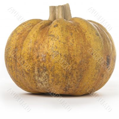 Fairytale Pumpkin