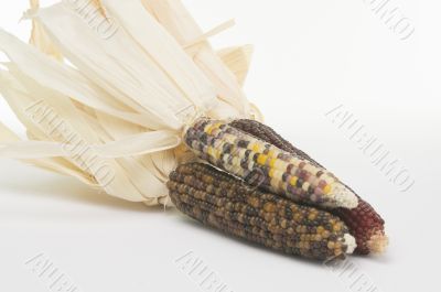 Ears of Indian Corn Isolated  on White Background