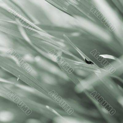 Beetle between blades of grass