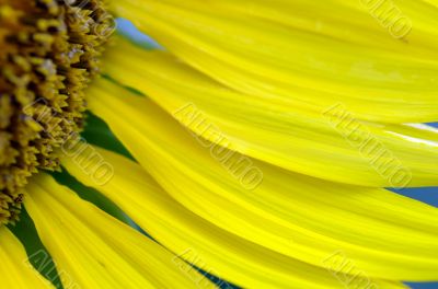 Petals of sunflower close-up over natural background 