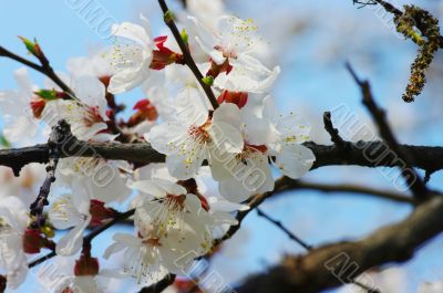 Spring blooming flowers