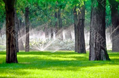 Sprinkler in a lawn with tree