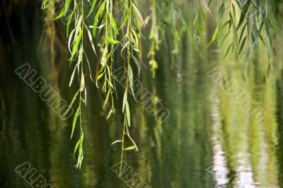 Tree leaves in water background