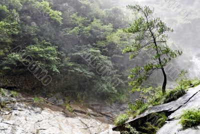 Alone chinese tree in foggy forest