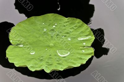 Lotus Leaf with water
