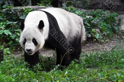 Panda in zoo park