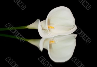 White Calla Lilly