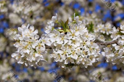 cherry in flowers