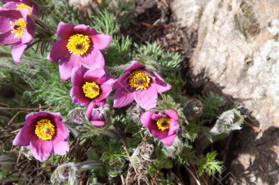 Pasque flower